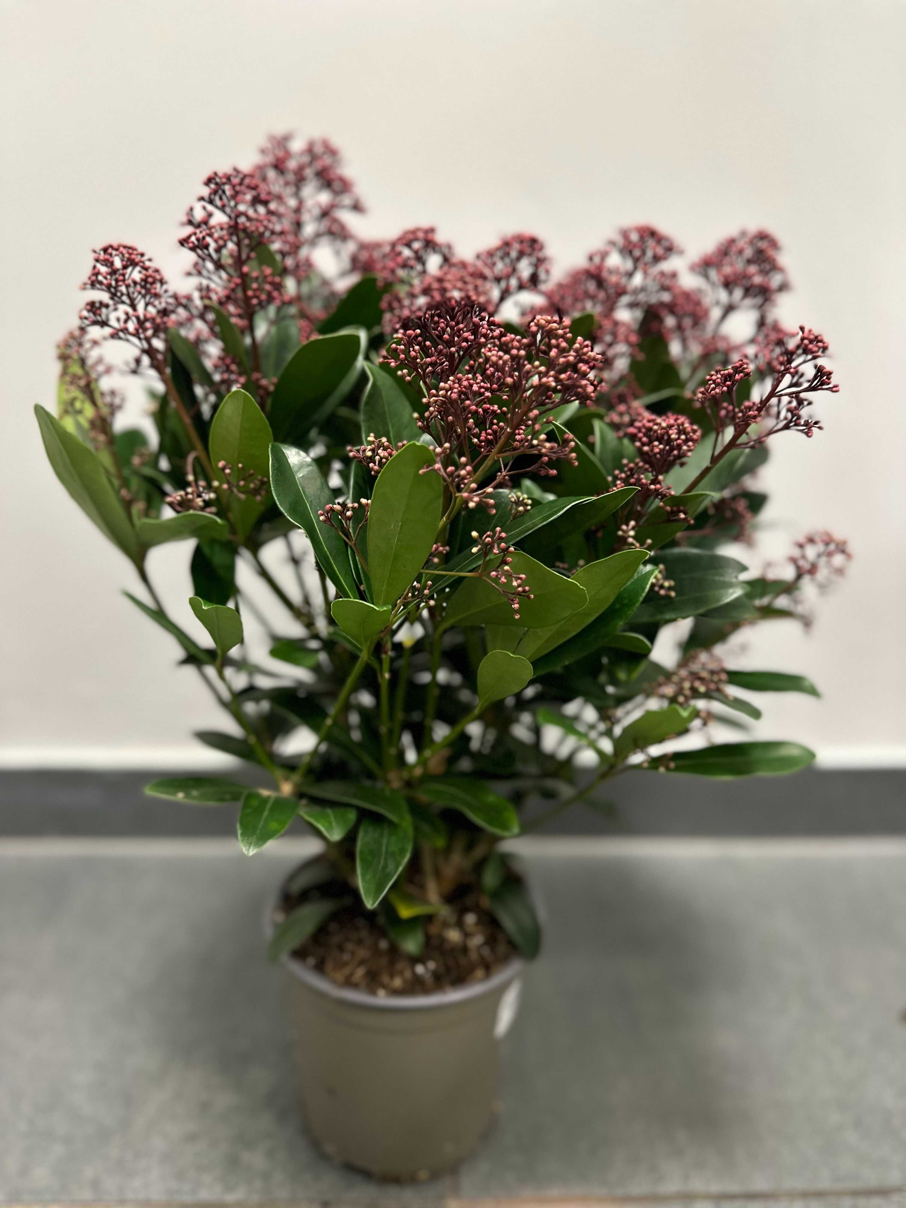 Kwiatek SKIMMIA RUBELLA  cena od 56,99 do 104,99 – wys.45- 50 cm