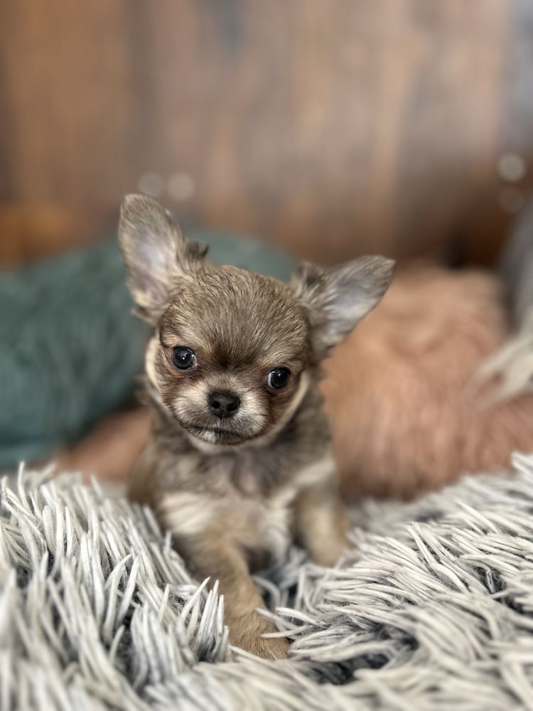 Chihuahua długowłosa chłopiec FCI