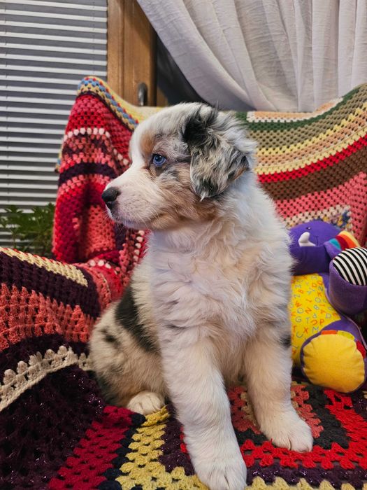 Szczeniak,  Owczarek Australijski (AUSSIE) -  Blue merle -ZKwP FCI