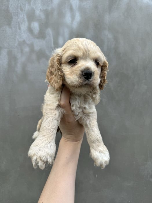 Американський кокер спаніель