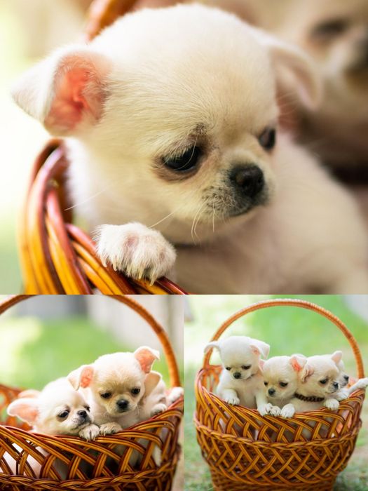 Детки чихуашечки. Супер коротенькие мордочки.