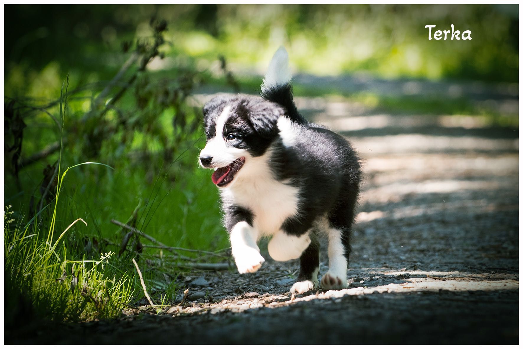 Border Collie FCI ZKwP