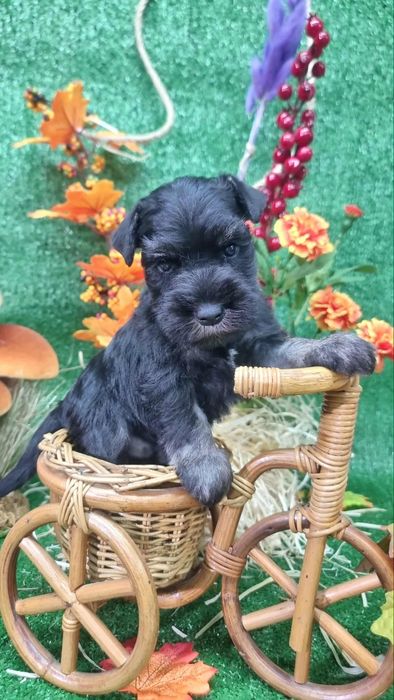 Цуценята цвергшнауцера