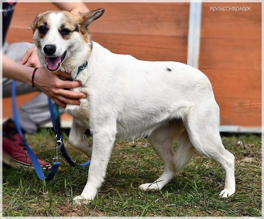 KRASKA - miła delikatna sunieczka szuka domu