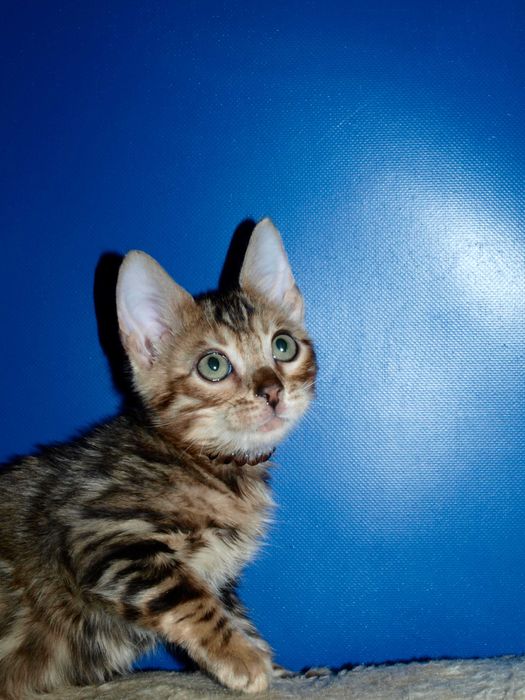 Отличный котенок. Мальчик. Документы. Распродажа.