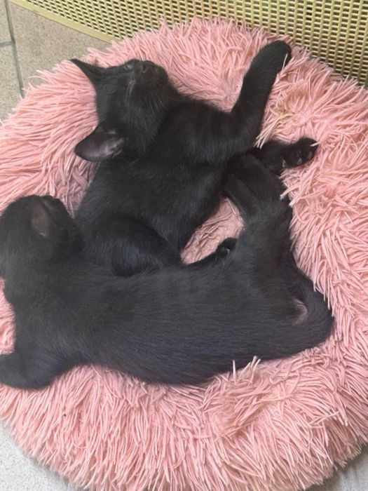 Кошенята в хороші руки, ХЛОПЧИКИ!