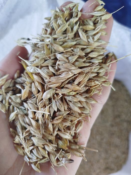 Продам ячмінь  дуже гарний