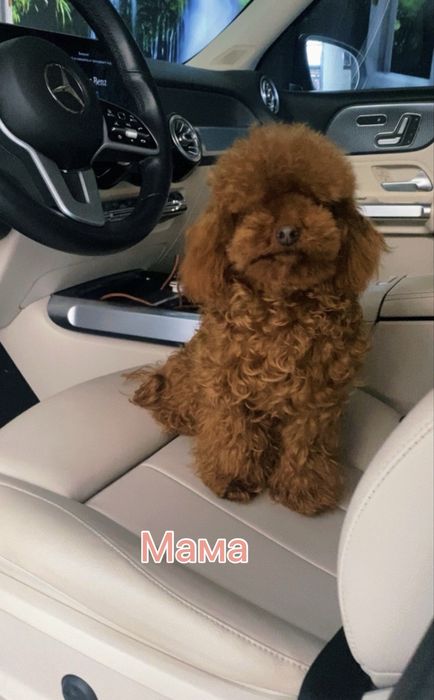 China toy poodle girl red braun Teddy