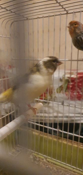 Vendo estes dois casais Boa preço