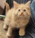 Kotek wyjątkowy Maine Coon