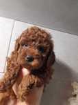 Margot pudel miniaturowy