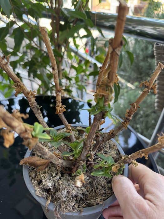 Продам гортензии