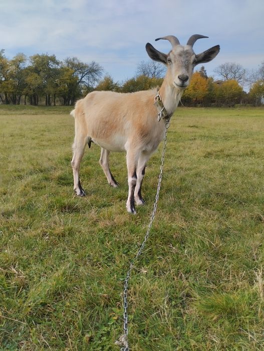 Продається дійна коза