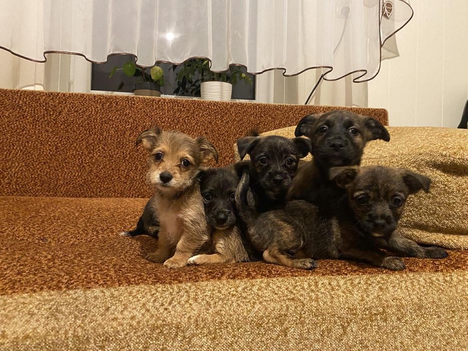 Śliczne małe kundelki za darmo