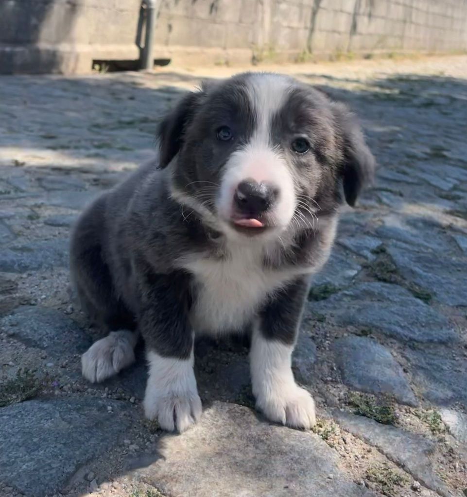 Border Collie fêmea