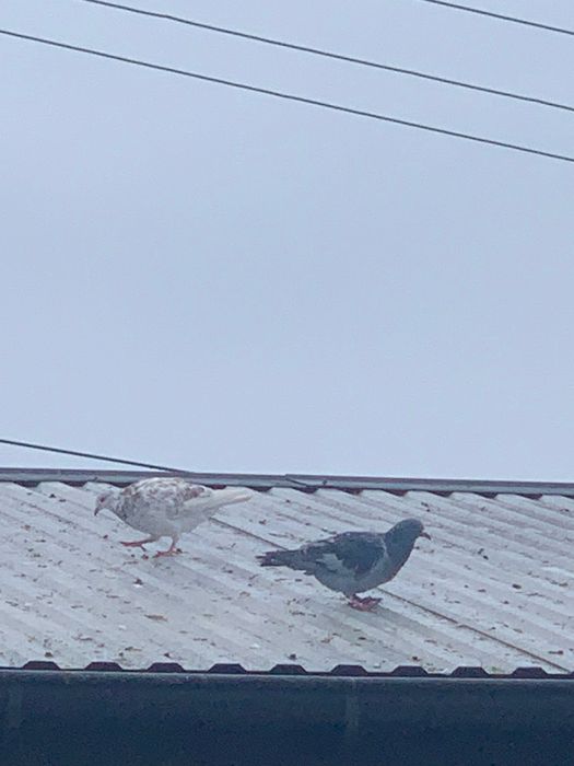 Oddam za darmo Gołębie