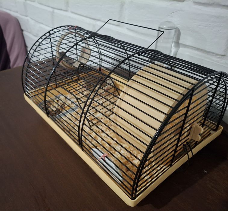 Хомʼяк джунгарик