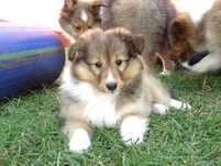 Owczarek szetlandzki, Sheltie, szczeniak, śniada SUCZKA  FCI