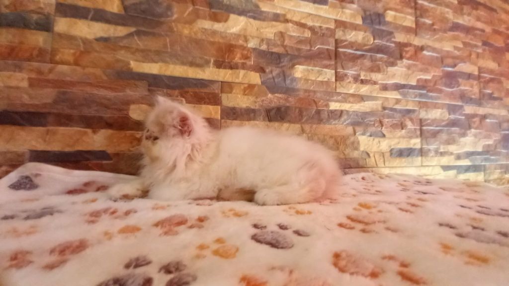 Gatinha persa lindíssima