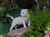 Piękna suczka Jack Russell Terrier