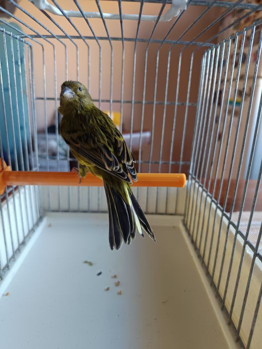 Kanarek samiec Gloster i zielono-czarny