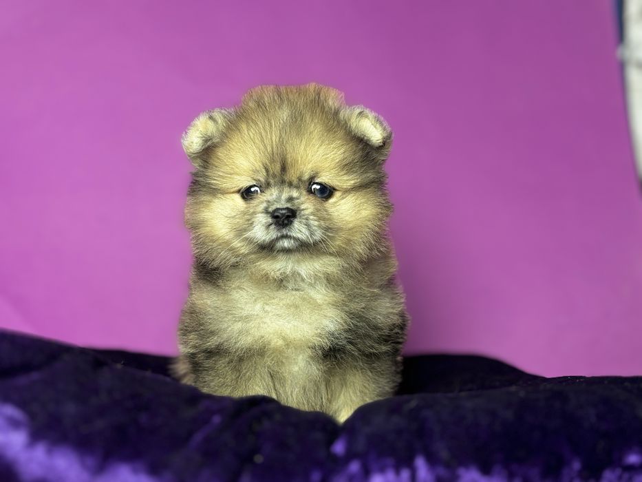 Ексклюзивна квіточка шпіц