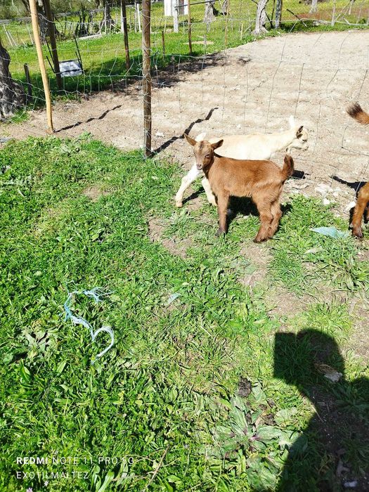 Vendo Cabras e bodes