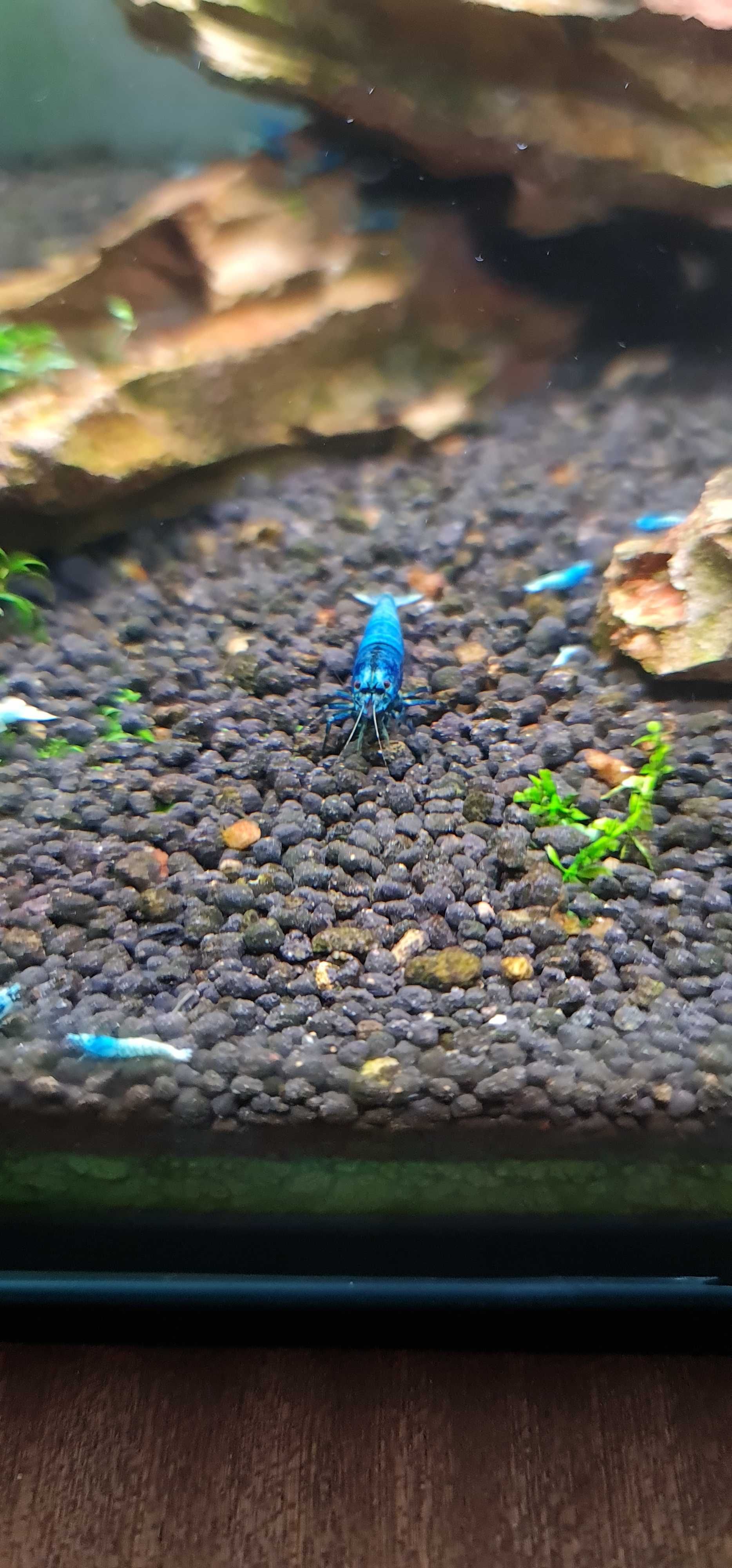 Camaroes Blue Bolt - Sem stock actualmente