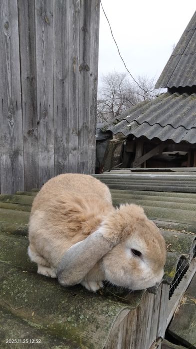 Кролики Самці Ексклюзивні