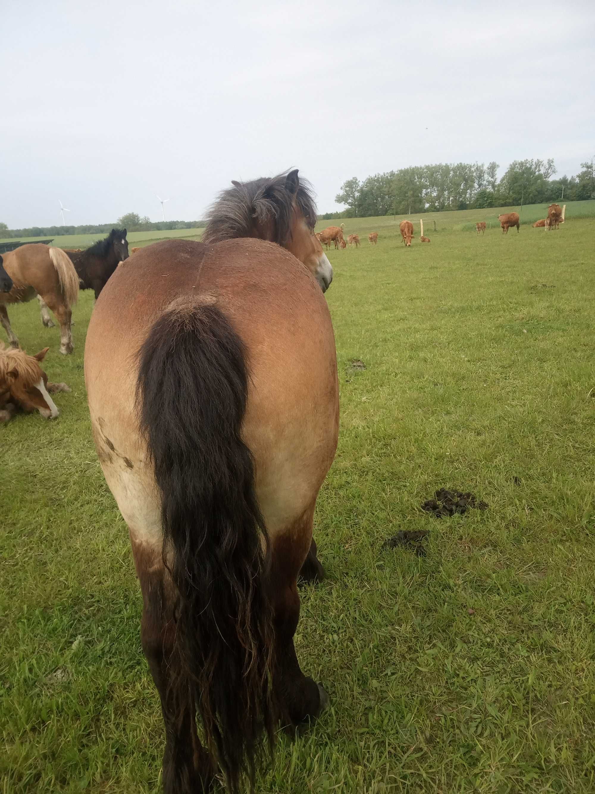Sprzedam klacz haflinger