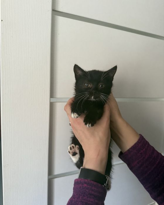 Шері шукає родину