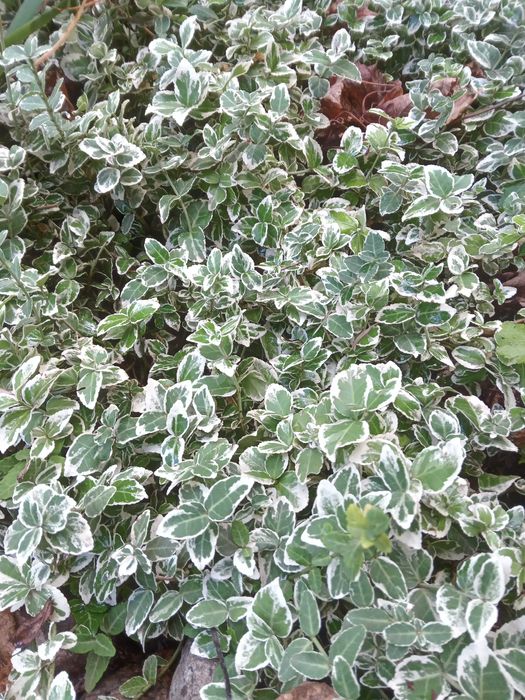 Садовые растения