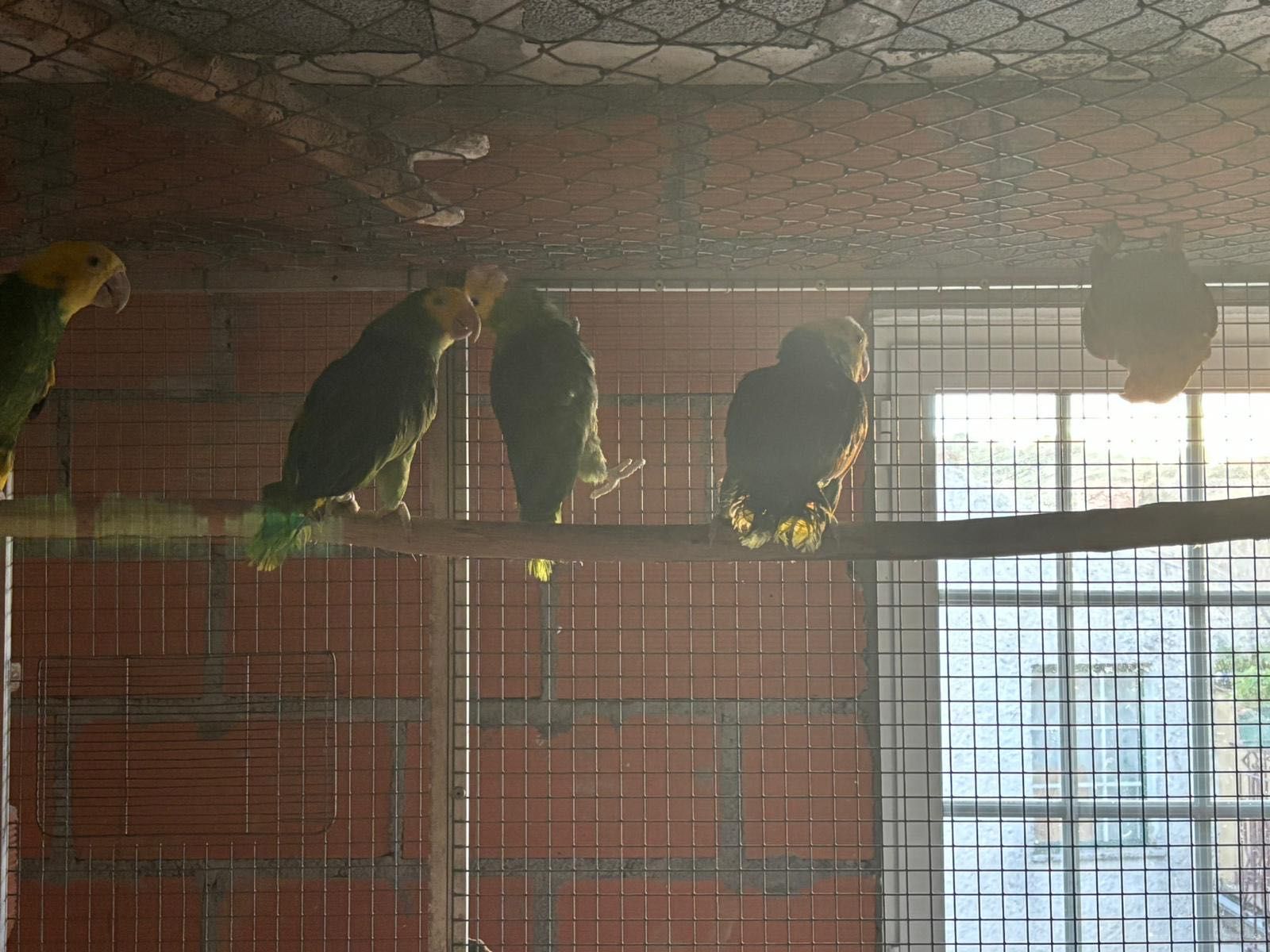 Amazona Oratrix Magna