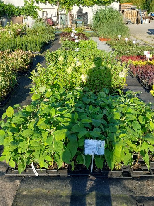 Hortensja bukietowa ogrodowa