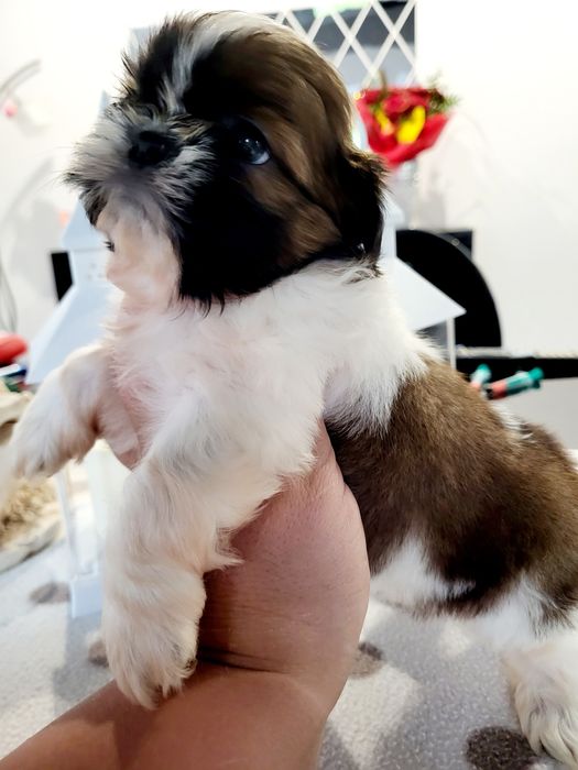 Sunia shih tzu wyprawka. Chip. Rodowód zapraszam