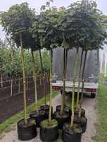 Klon kulisty 'Globosum' 12-14 cm