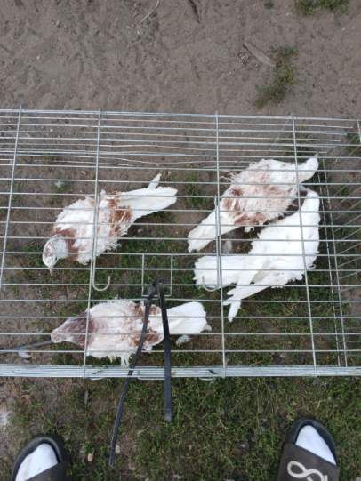 Sprzedam  młode Gołębie loczki