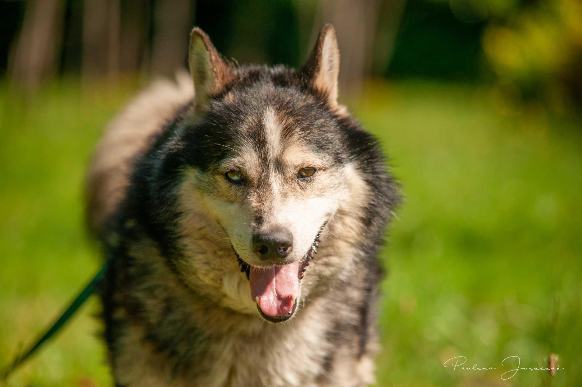 Otis w typie husky czeka na kochający dom...