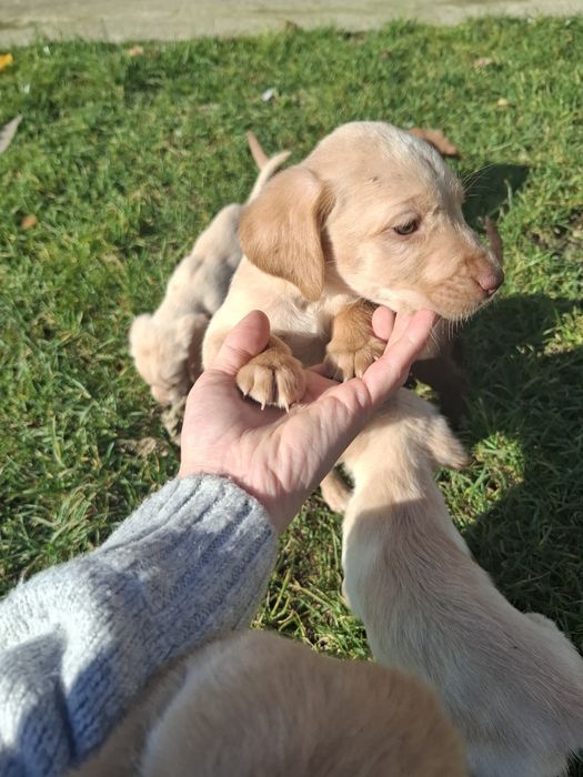 Oddam szczeniaki labradory