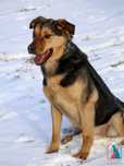 Otis 15/23 - SZUKA DOMU!