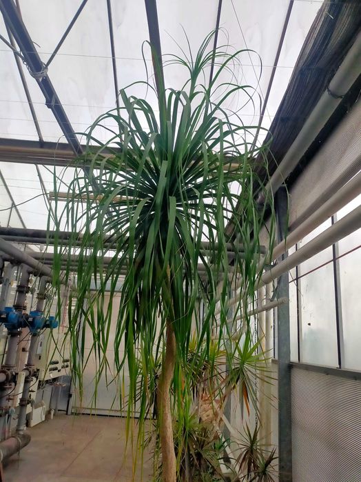 Nolina, Stopa słonia ,gigant 340cm ok 40 lat !!