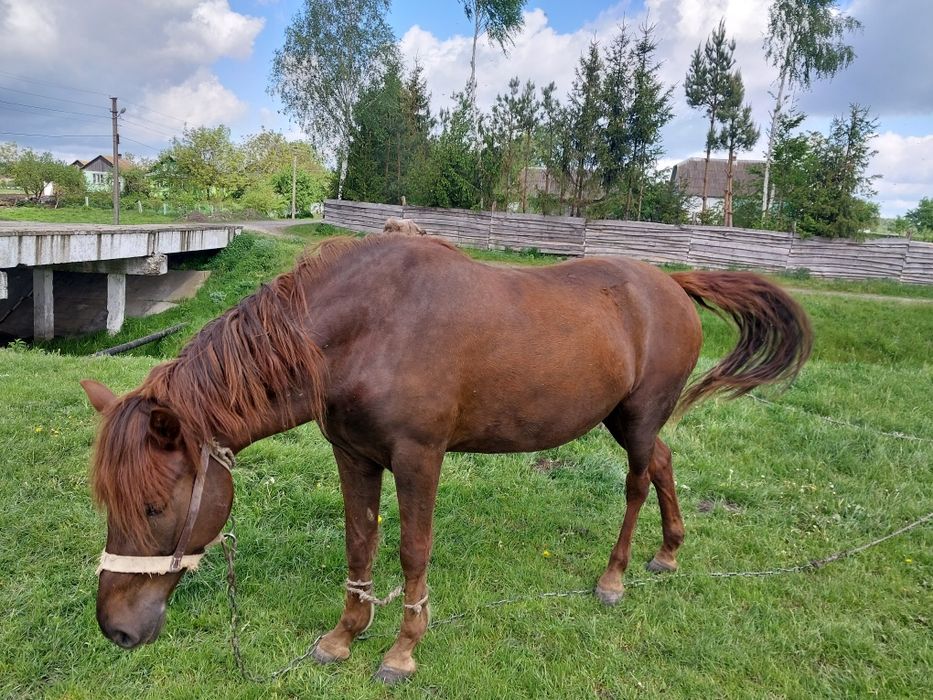 Продам коня 5 років