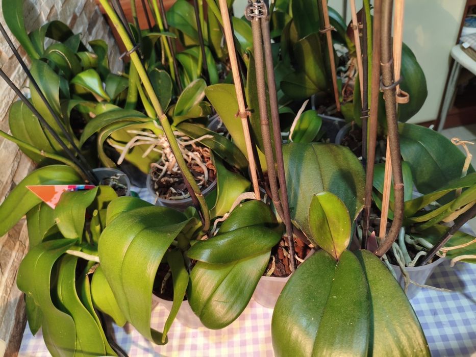 Wyprzedaż kolekcji domowych storczyków – 10 sztuk za 120 zł!