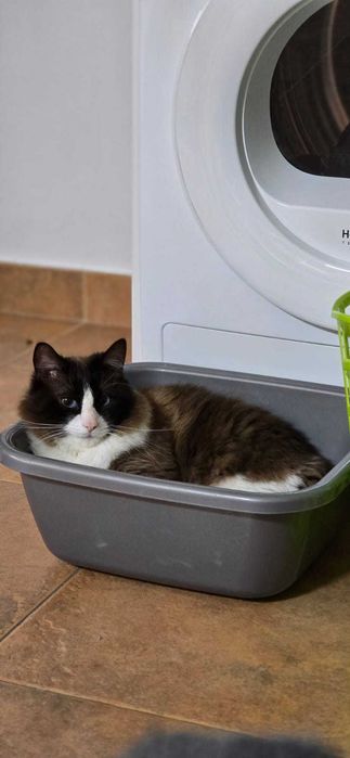 Gato para adoção
