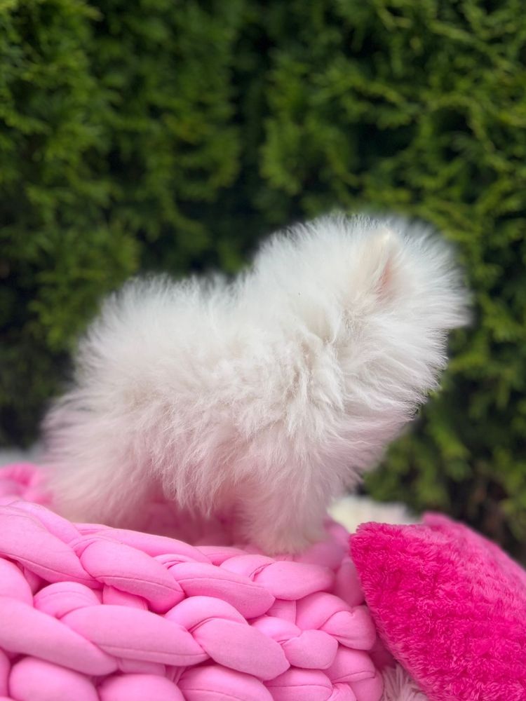 Szpic miniaturowy,pomeranian mega maleńki chłopczyk