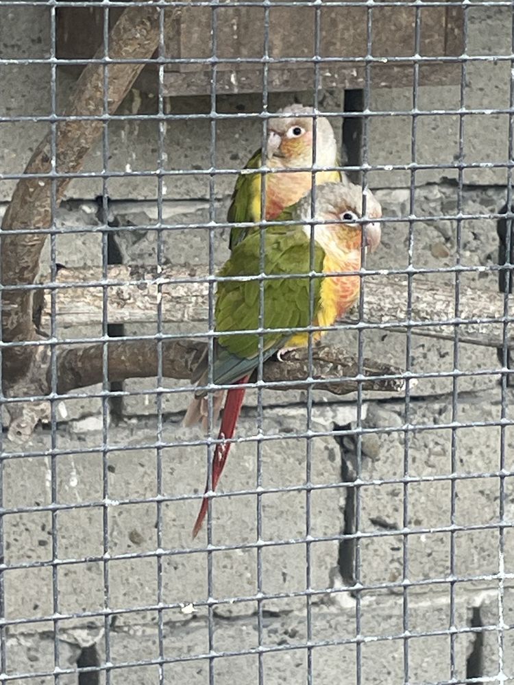 Faluste dorosle para