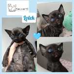 Devon rex kocurek czarny rodowód FPL