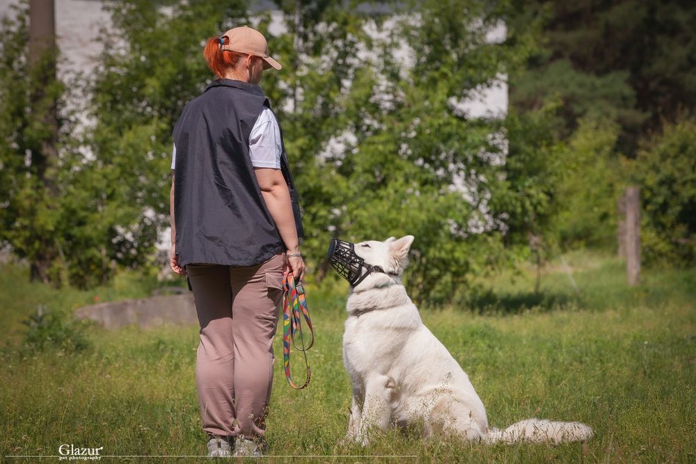 Ліцензований кінолог. Кропивницький