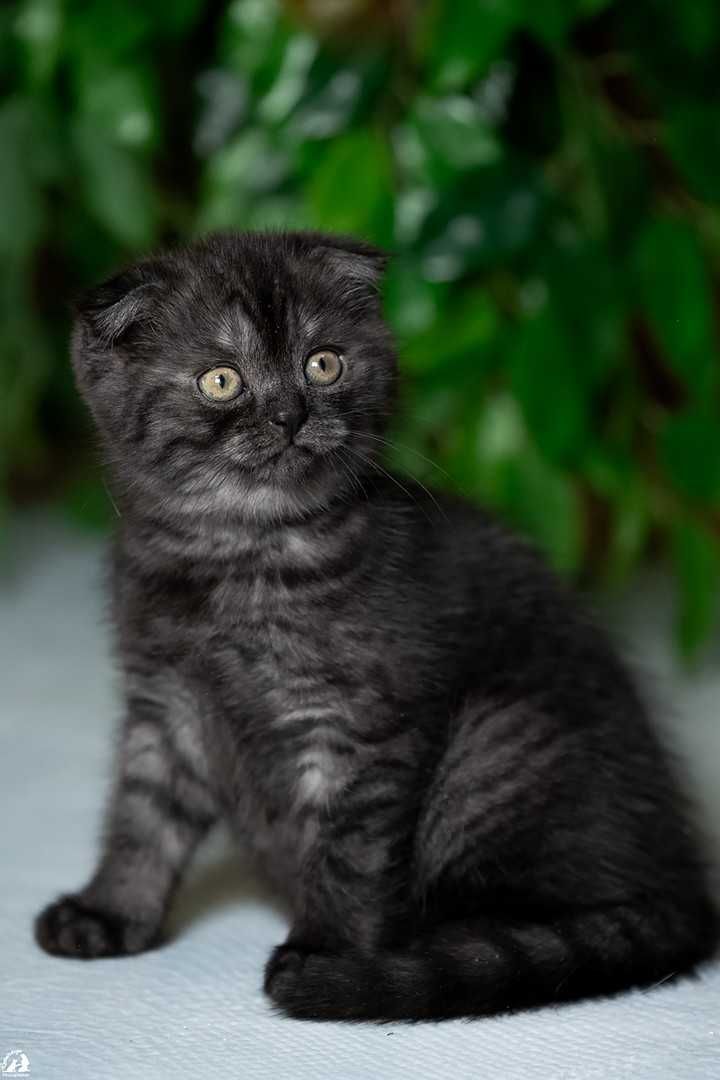 кошенята скотіш-фолд та страйт мармурові красені