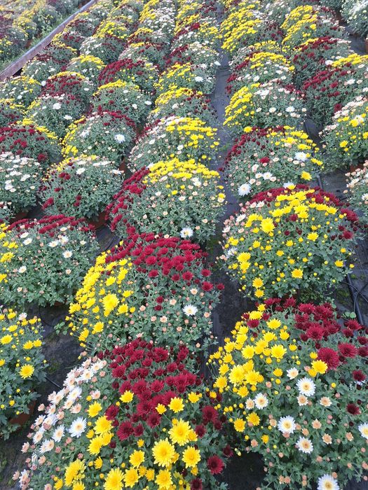 Chryzantemy pod dom na telefon